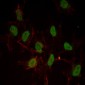 ESR1 Antibody